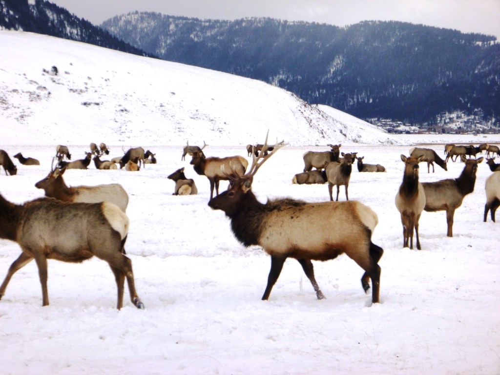 National Elk Refuge sleigh ride in Jackson Wyoming