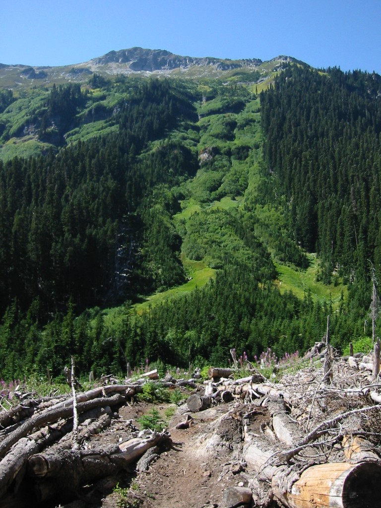 An example of a prior avalanche path with woody debris in foreground - Image taken by Walter Siegmund