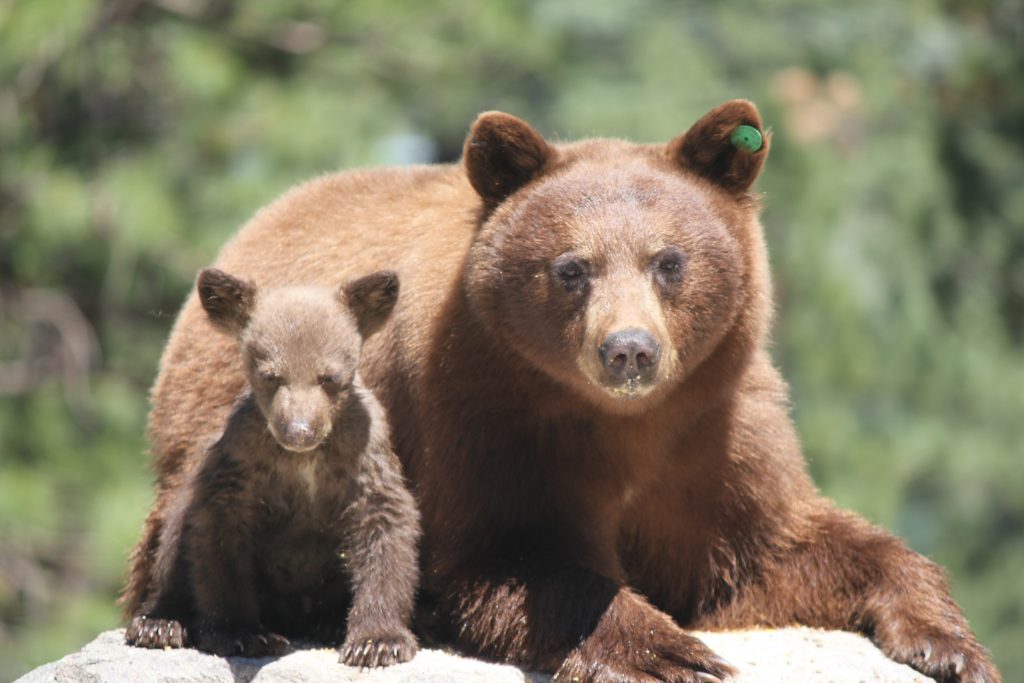 Bear safety tips to consider for a sow and her cub below Job's Peak, NV