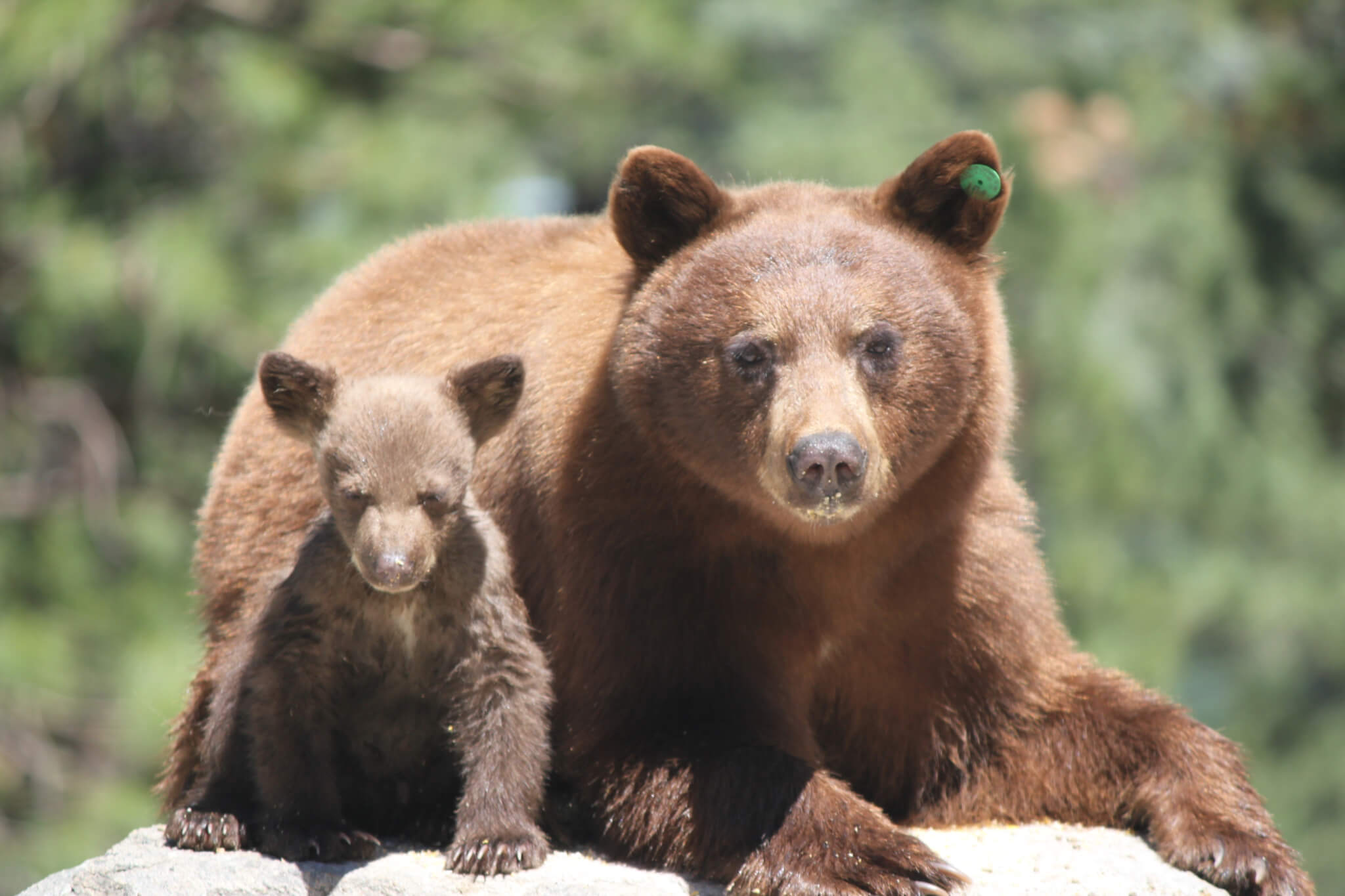 Tips for black bear encounters: Keep your distance, and beware if it paws  the ground