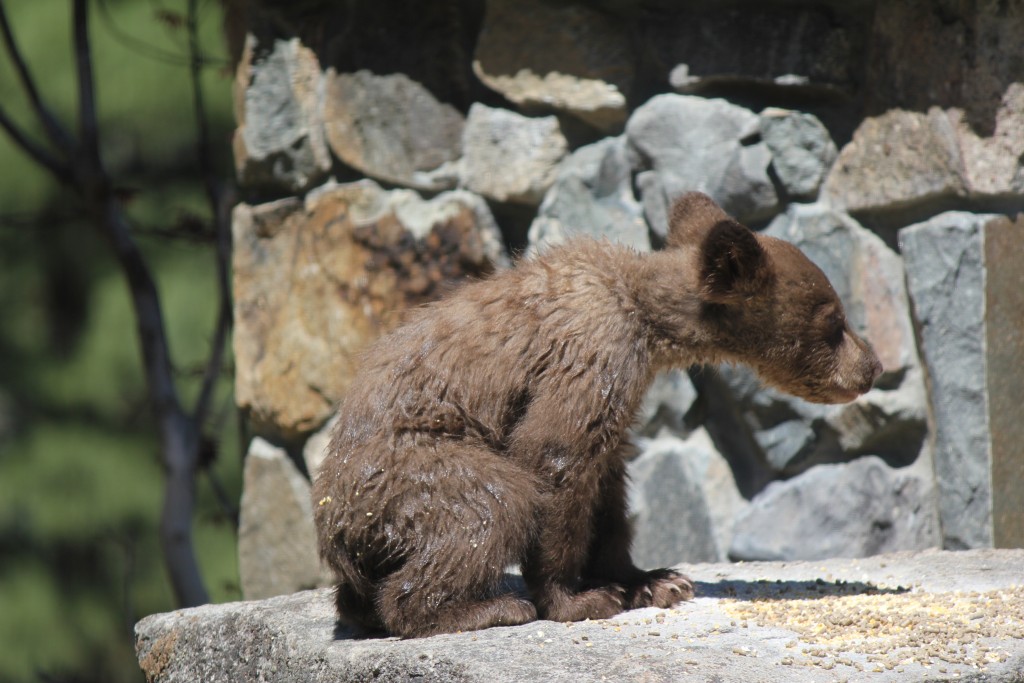 A curious cub found bird feed.