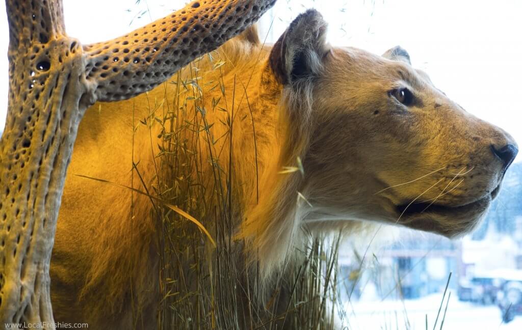 North Idaho Trading stuffed lion taxidermy mount
