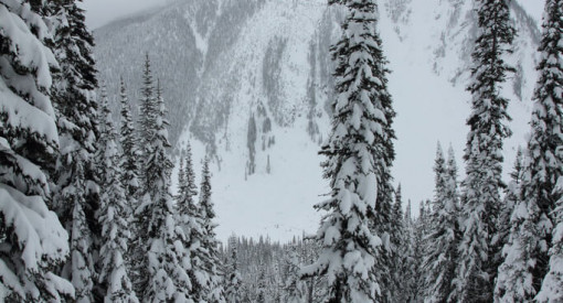 Canuck Splitfest Revelstoke Powder Splitboarding Backcountry