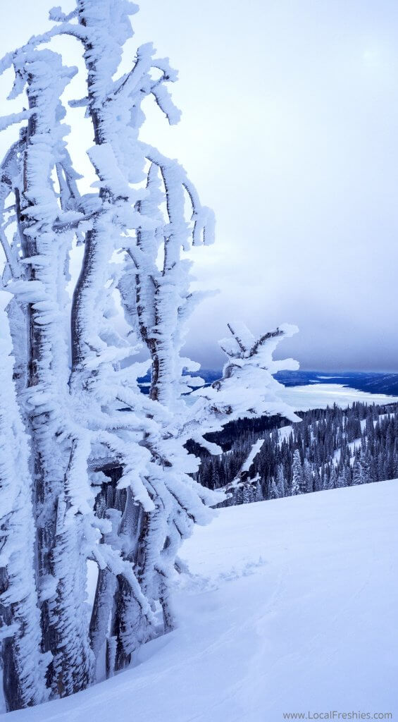 McCall Donnelly Idaho Tamarack Ski Resort Tamarack tree winter