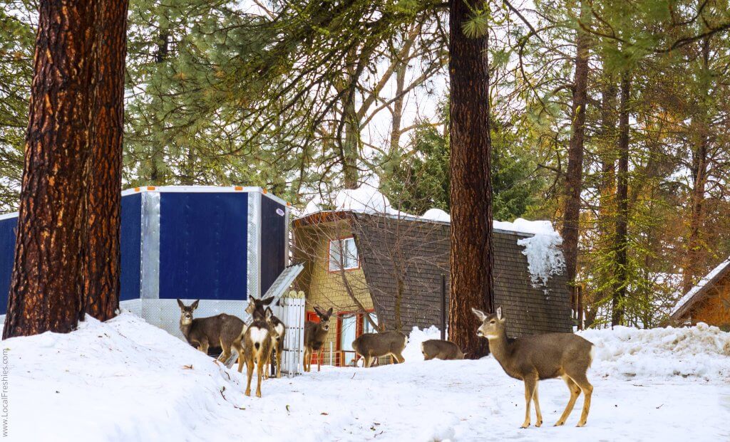 McCall Idaho Burgdorf Hot Springs Town Deer