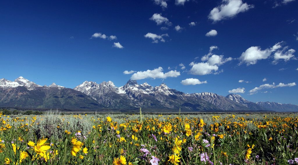 best places to see Wildflowers Jackson Hole The Hole Picture Safaris