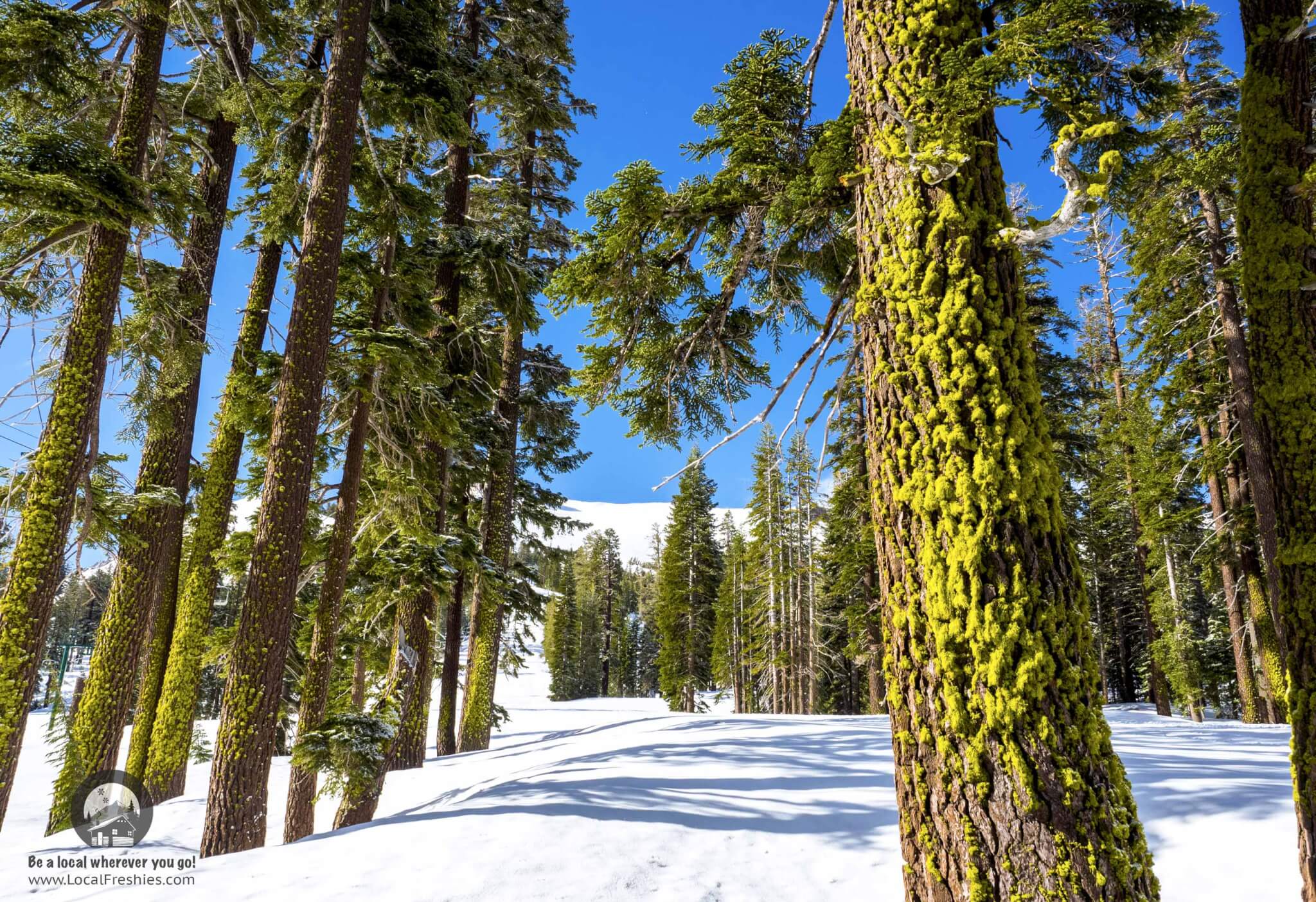 Lake Tahoe Carson Pass Powder day in May