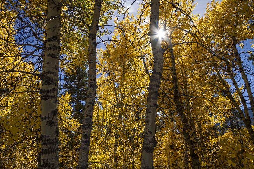 golden leafed Aspens near scenic Fallen Leaf Lake In Tahoe on a fall day