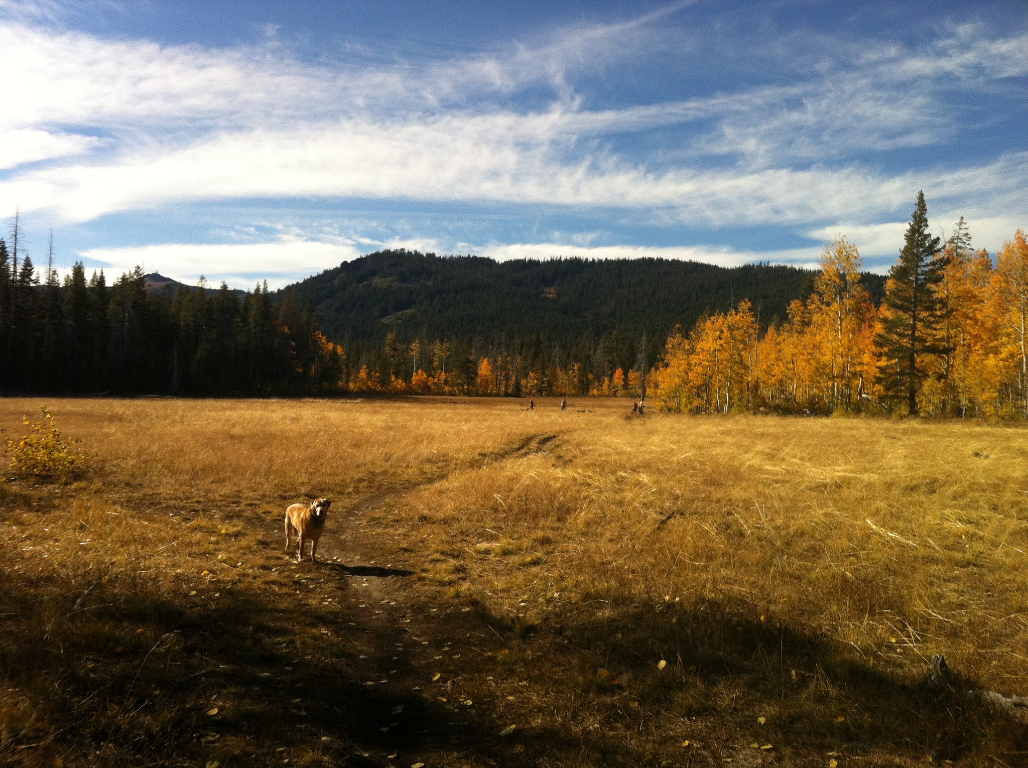 a dog stands in the forefront of Page Meadows in fall with golden Aspens in the distance