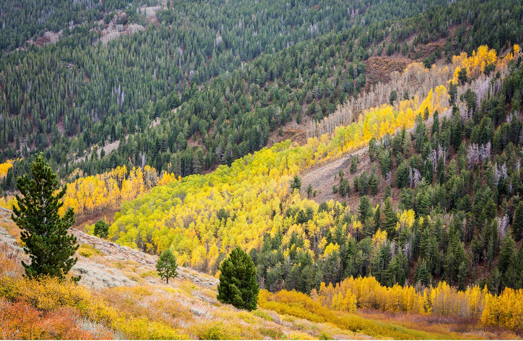 Mt Rose summit fall colors