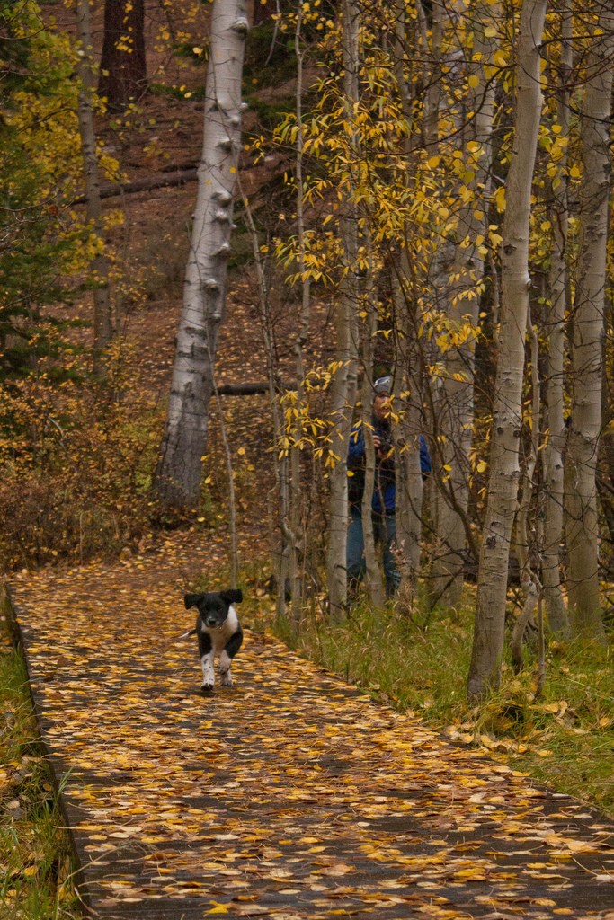 a young cute puppy running towards camera with fall foliage at Spooner Lake near Tahoe