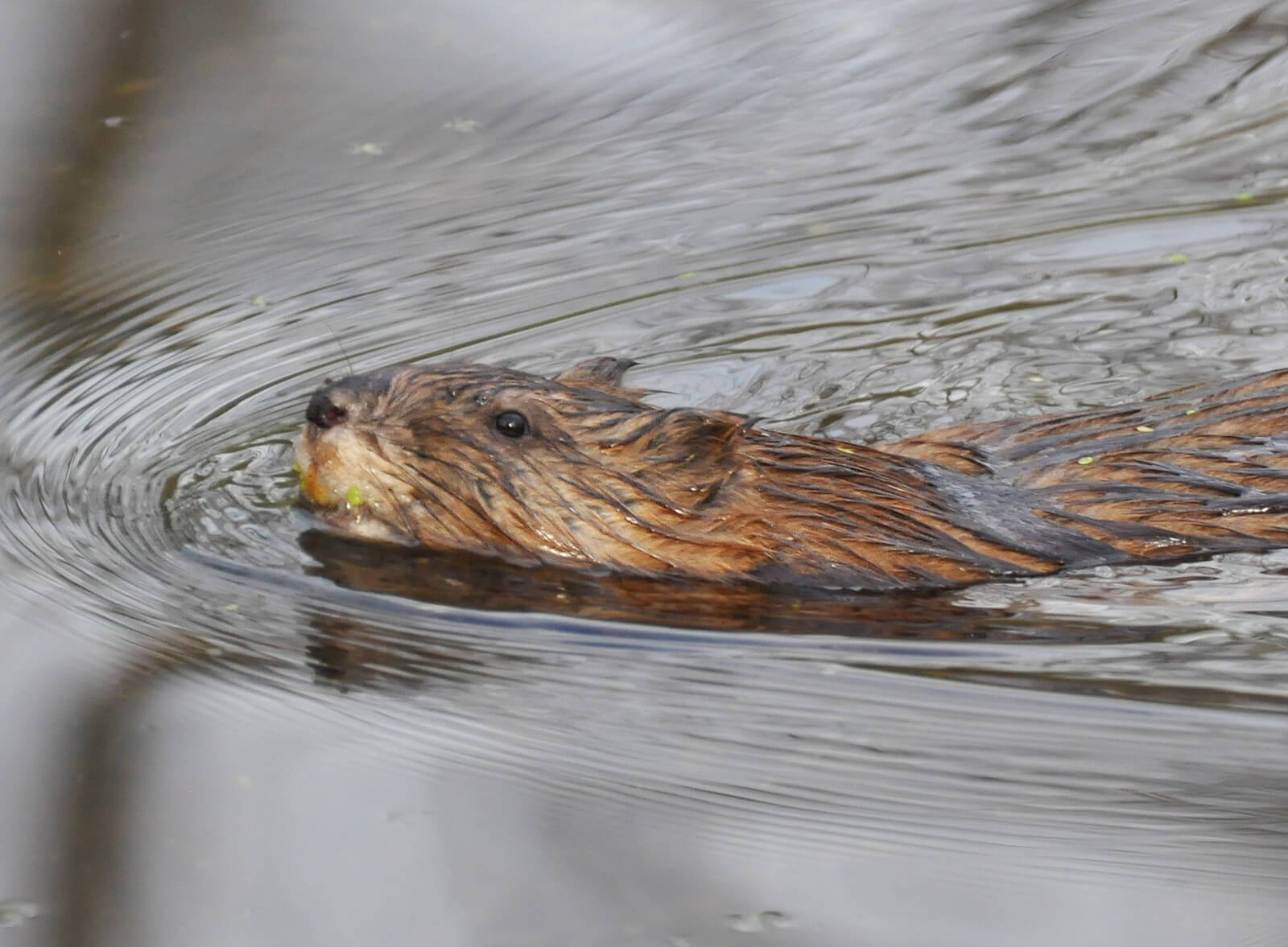 Muskrat