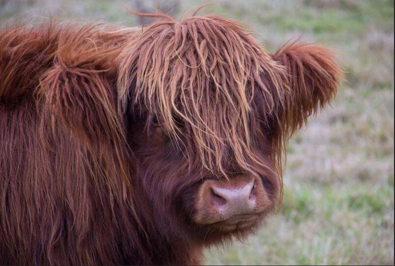 Scottish Highland Cow Winter Prediction