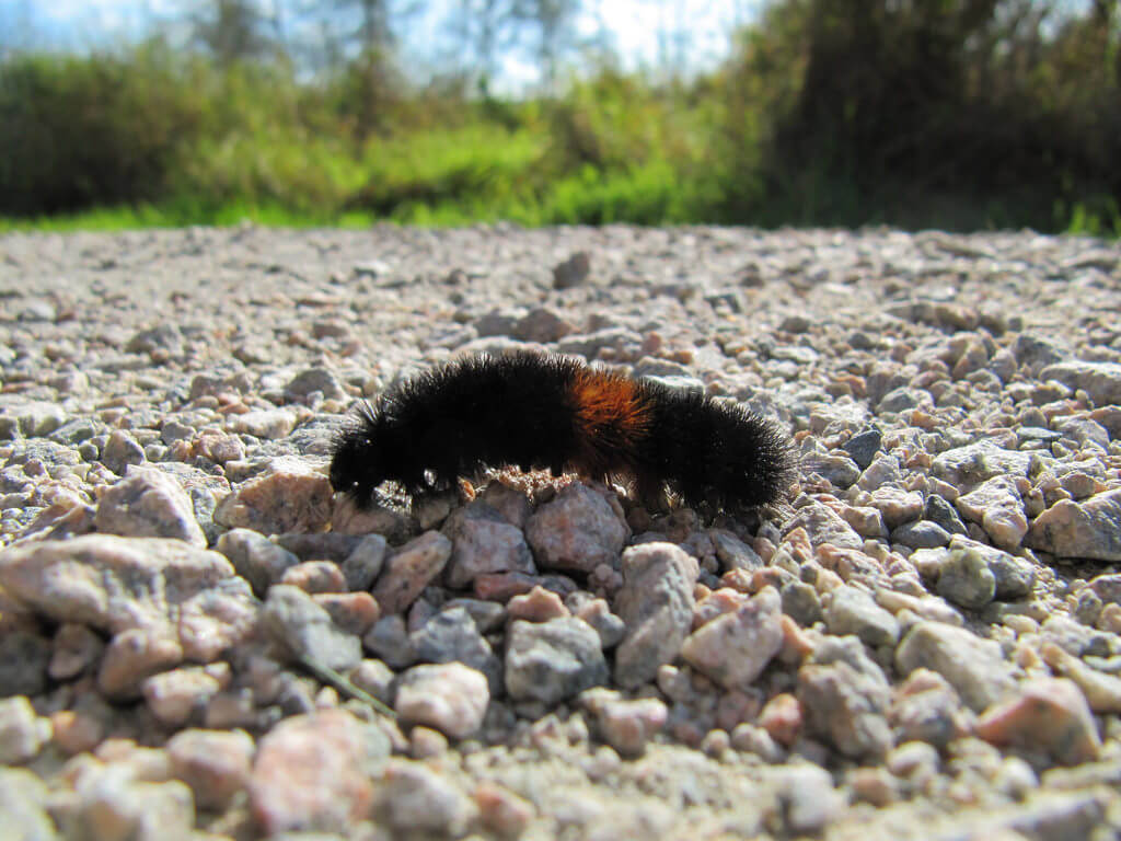 Wooly Bear Caterpillar winter weather folklore for a big snowy season