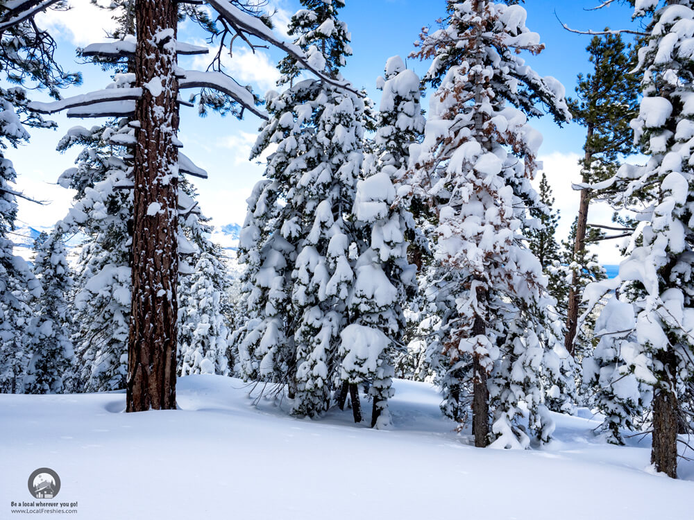 Backcountry Skiing Lake Tahoe Trimmer Peak Splitboarding