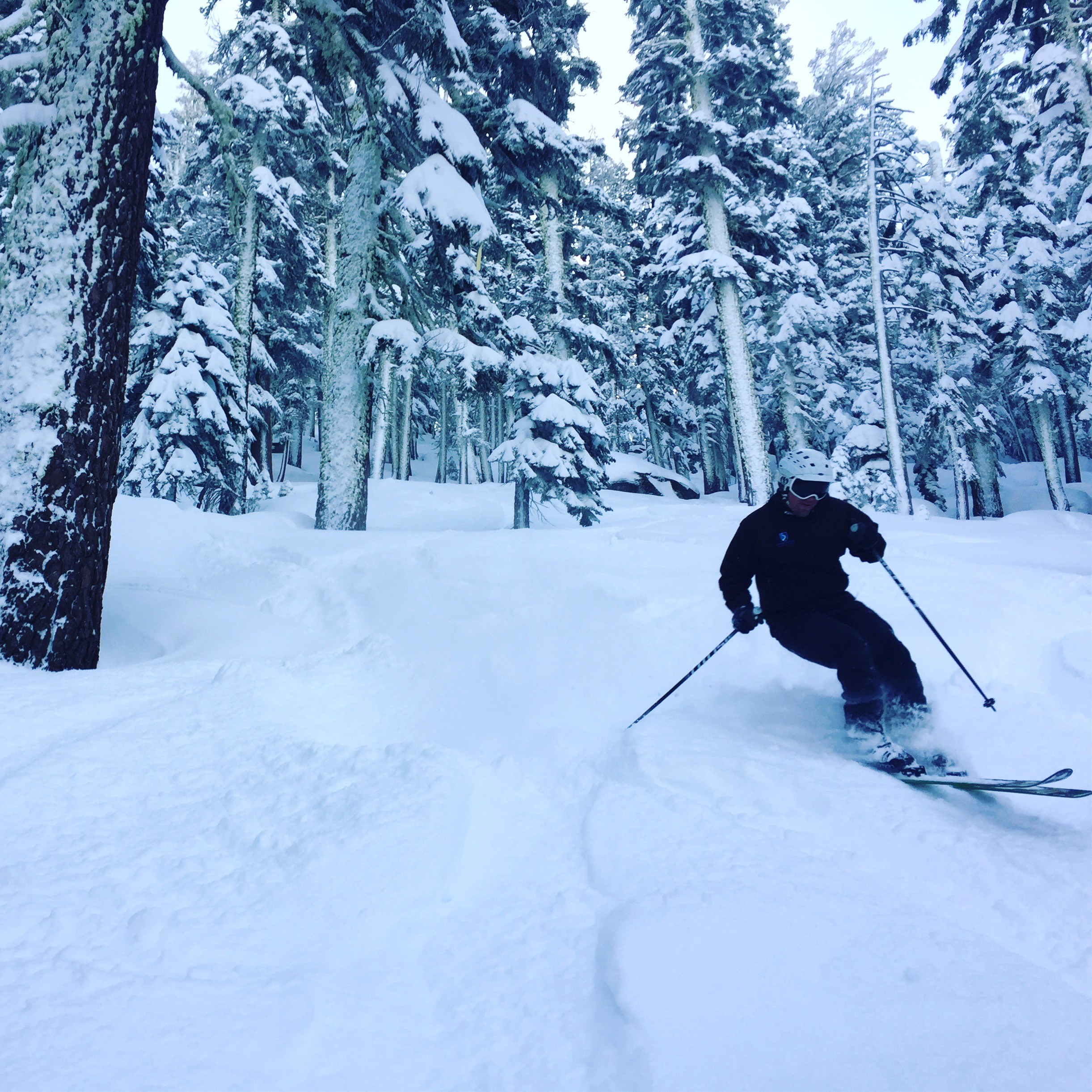 Sierra at Tahoe powder tree skiing