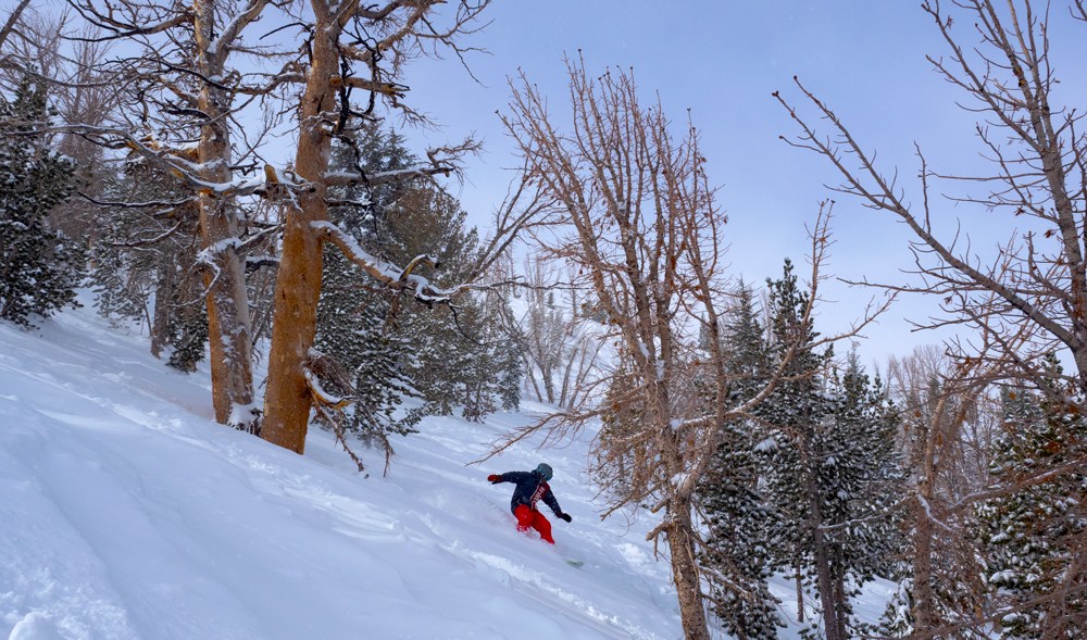 June Mountain California Snowboarding Powder Trees Februburied