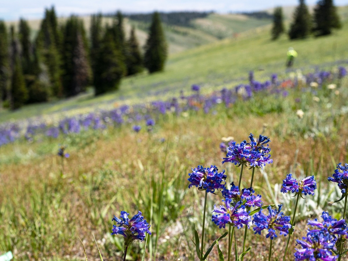 Pomerelle Mountain Resort Mountain Biking Idaho Albion Mountains wildflowers high country summer