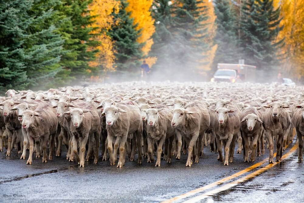 Trailing Of The Sheep