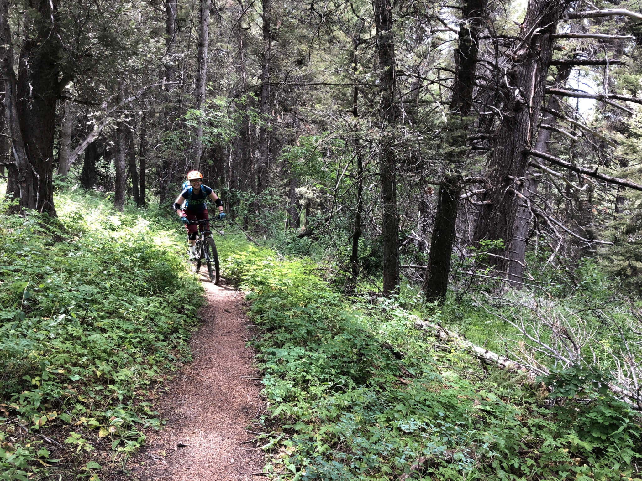 Horseshoe Canyon singletrack mountain biking in Teton Valley