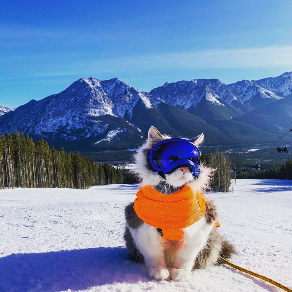 Gary the cat at Nakiska ski area