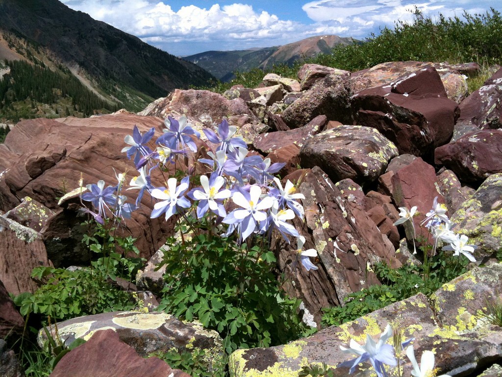 Pearl Pass Tour Highest Colorado Pass Alpine Wildflowers