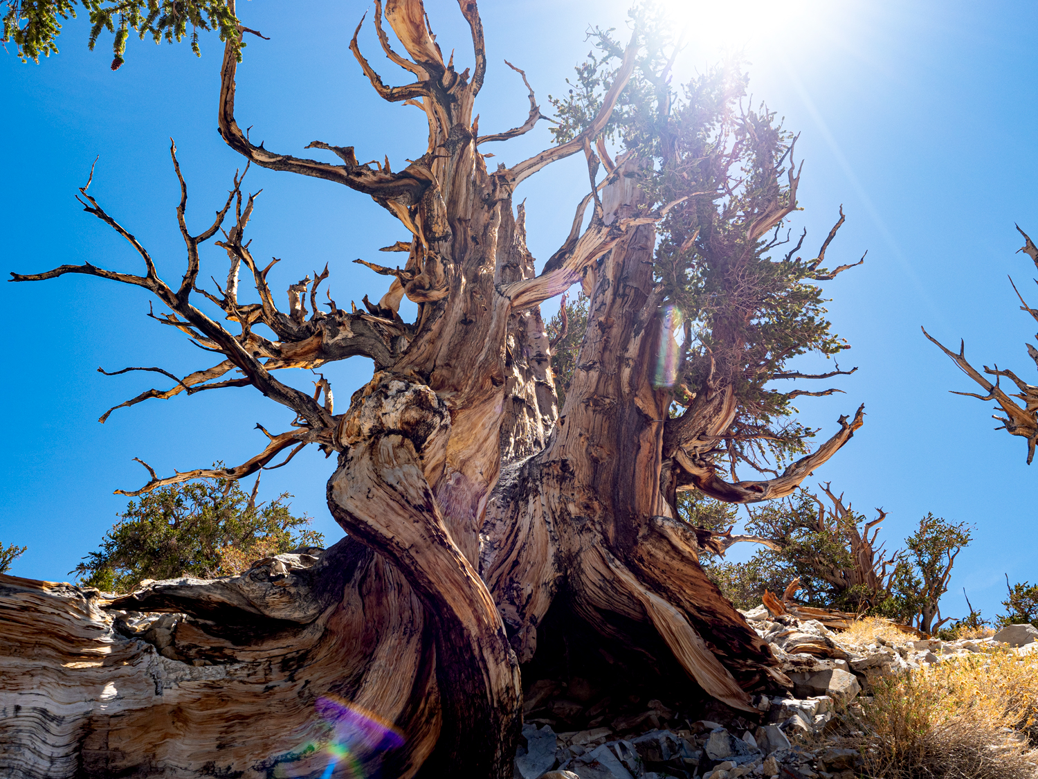 An ancient craggy bristlecone tree looking like a wooden version of an octopus at least 2000 years old growing in the White Mountains of California