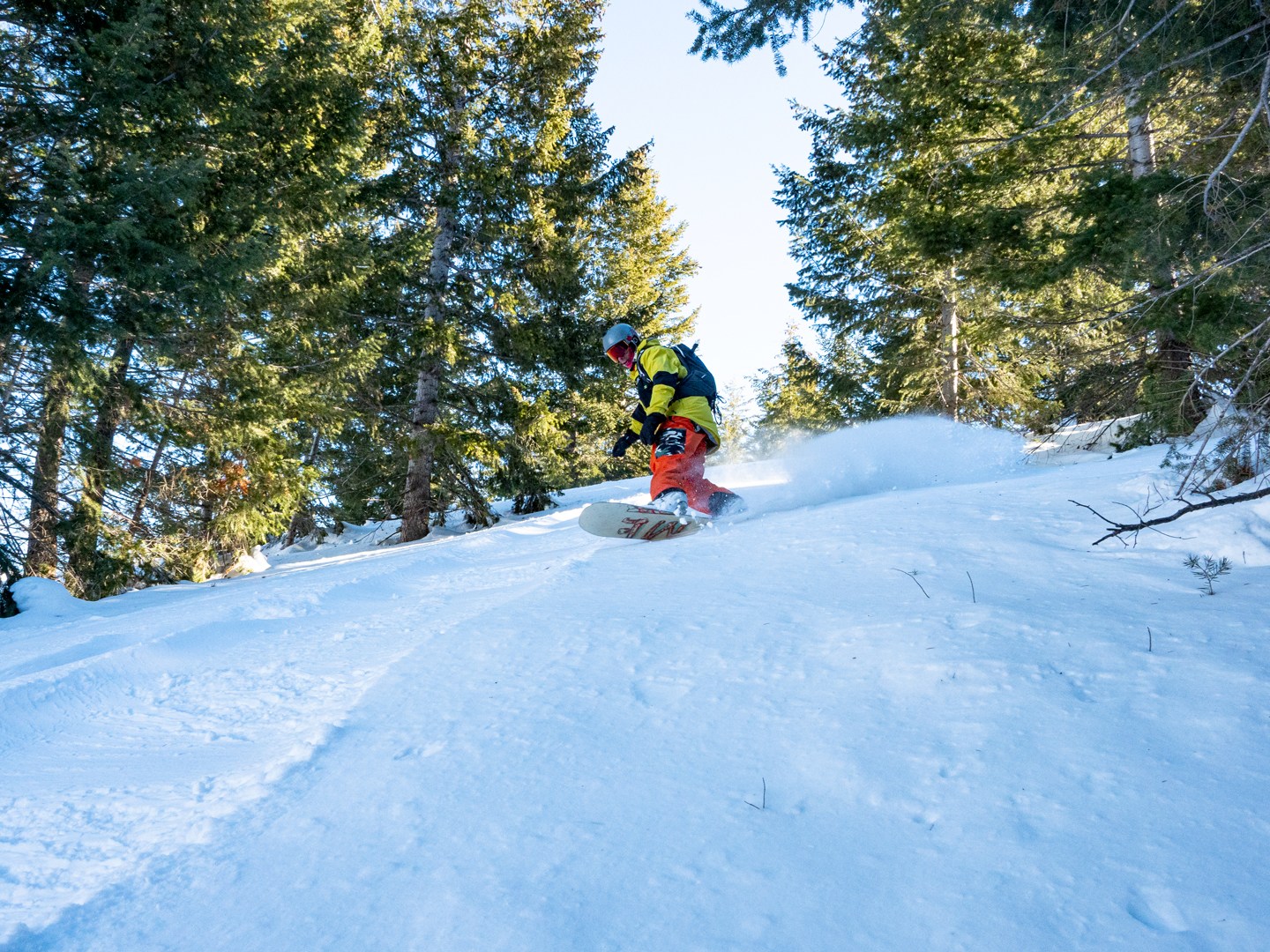 snowboarder making a toeside carve in powder in between trees