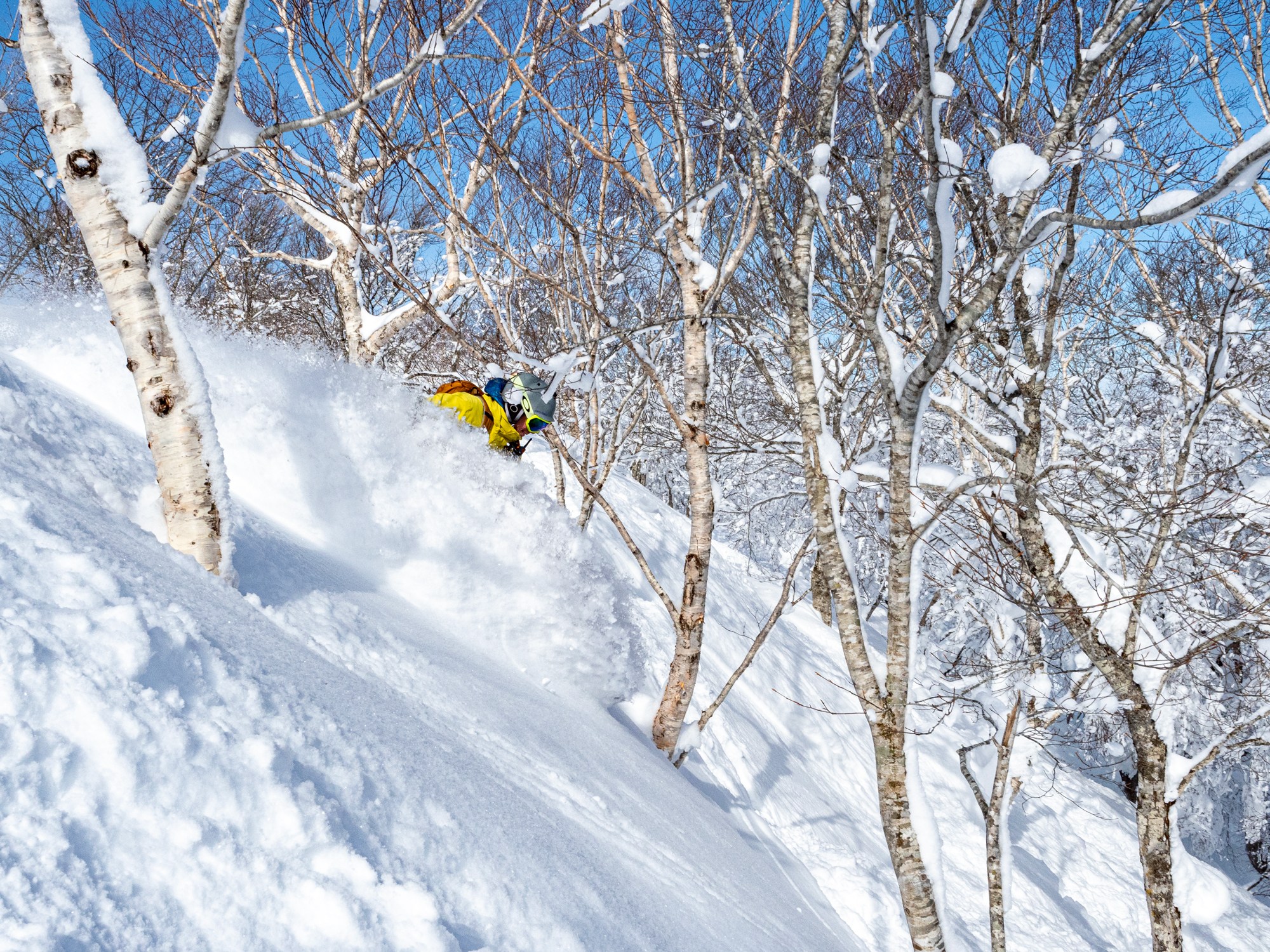 Snowboarder enjoying deep powder at Okunakayama Kogen Ski Resort trough Birch trees