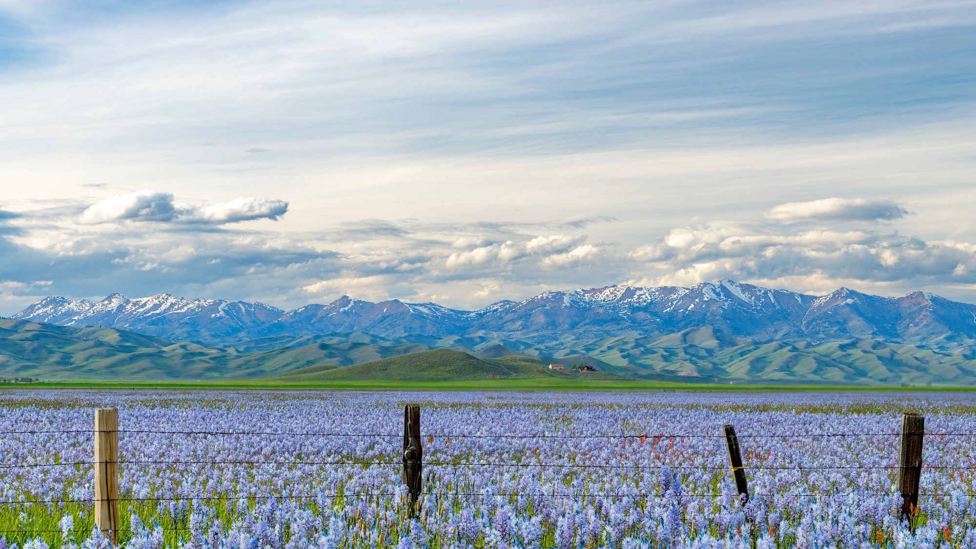 Centennial Marsh in full bloom near Fairfield Idaho in the later spring with the Camas Lillies in the foreground