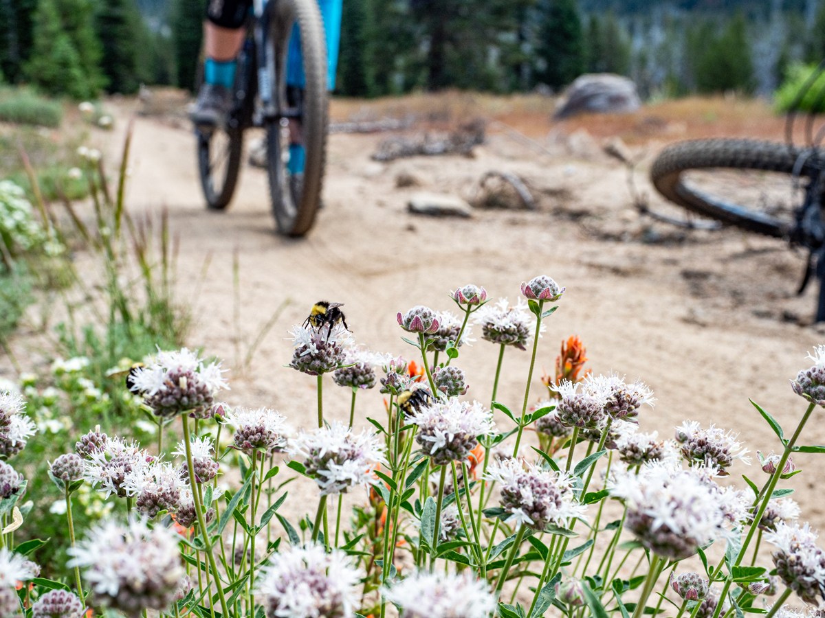Bees on wildflowers in High Meadow California with biker in the background