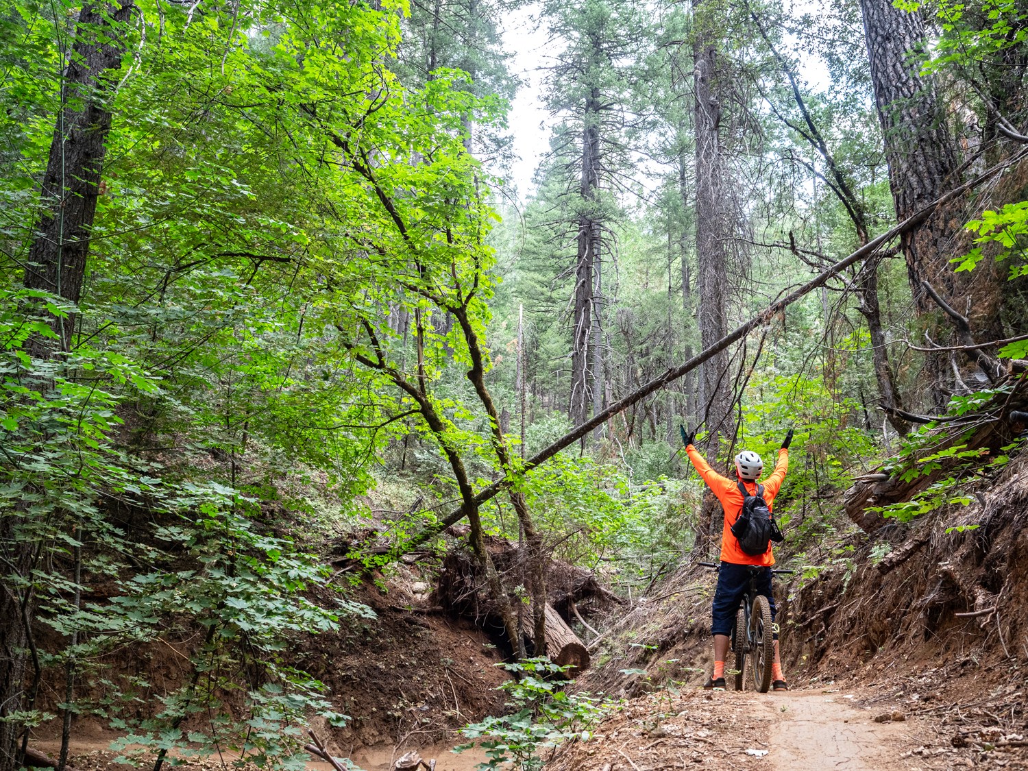 mountain biker standing in a luscious green forest near Nevada City