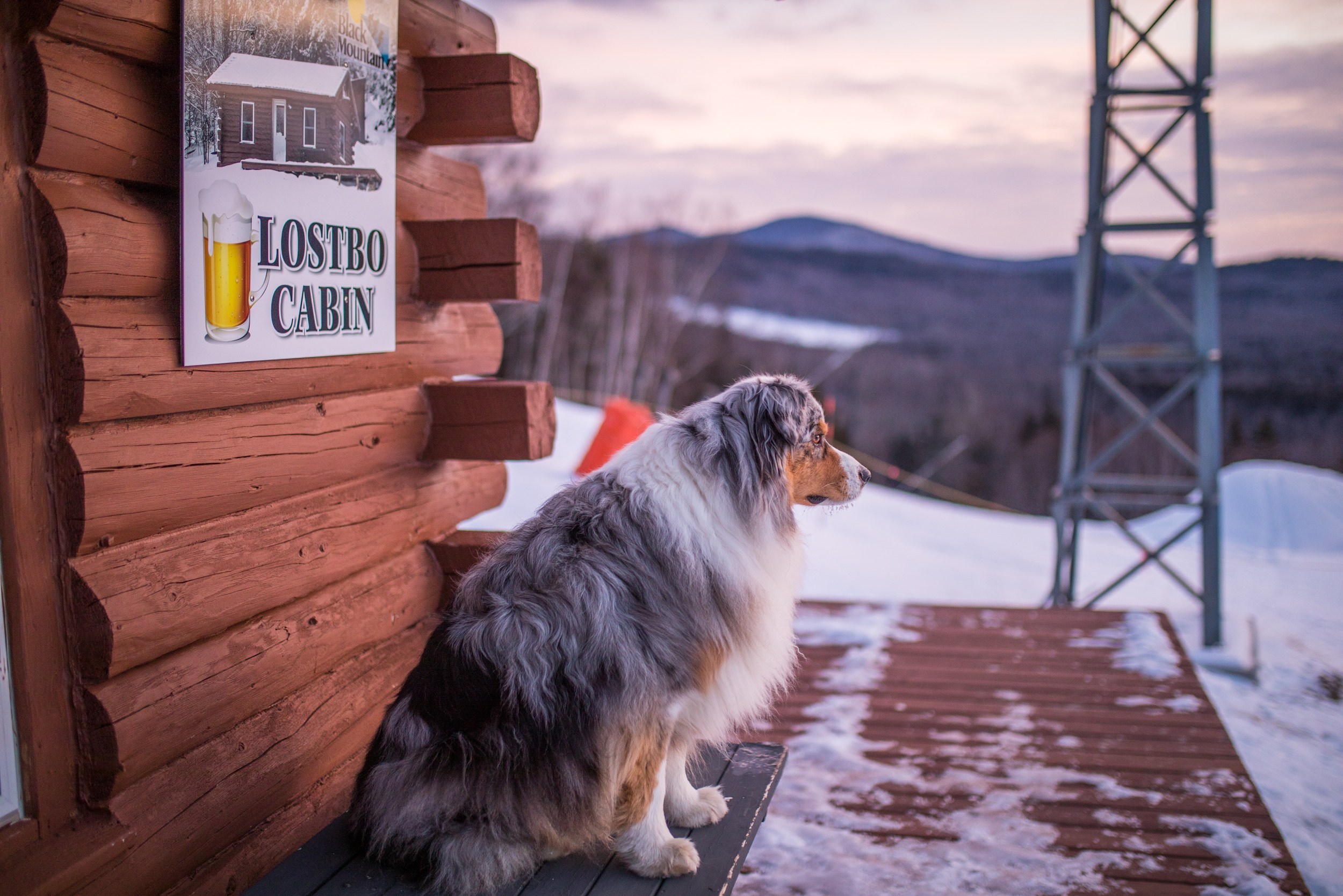 Dog overlooking sunset at Black Mountain Ski Area on a winter's day