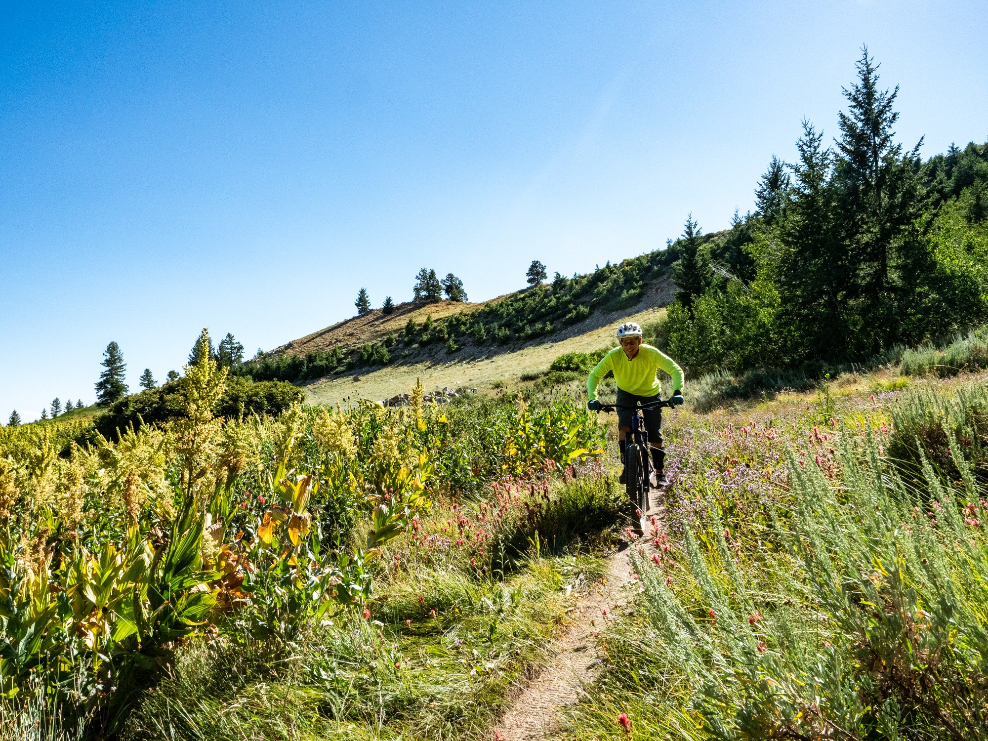 Big wildflower bloom on Around the World at Bogus Basin Mountain