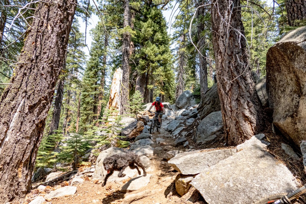 mountain biker and dog enjoying Christmas Valley Tahoe Trail