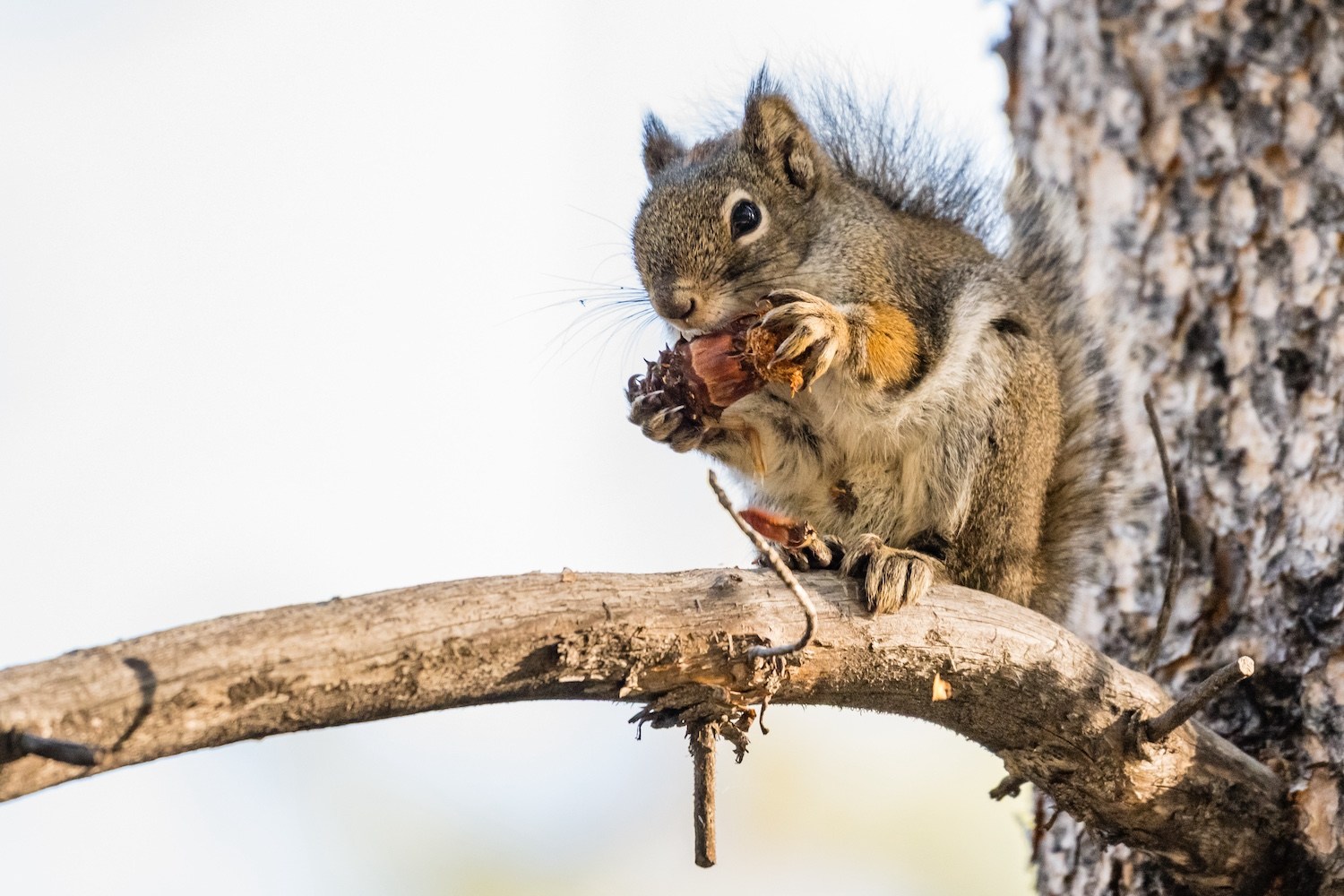 squirrel eating pinecone for winter
