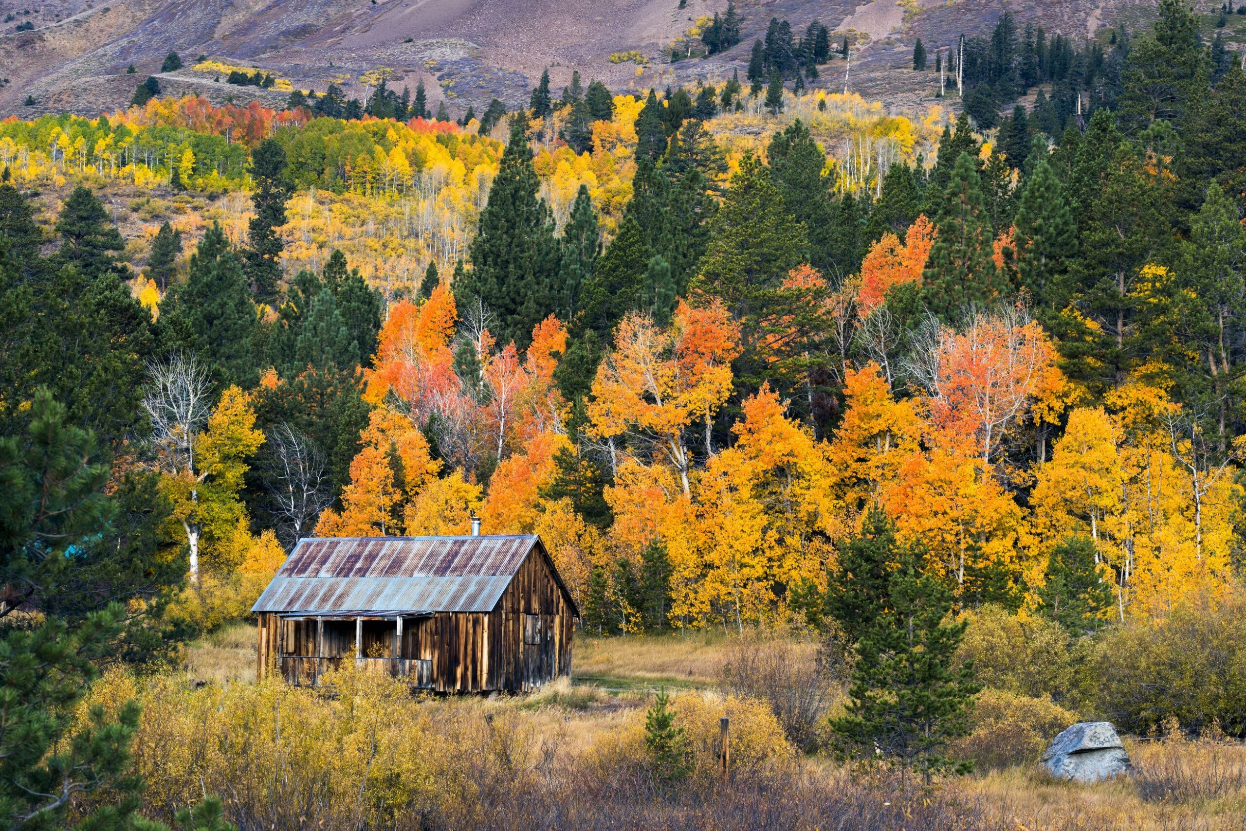 The famous barn in Hope Valley with Aspens changing color in Lake Tahoe California
