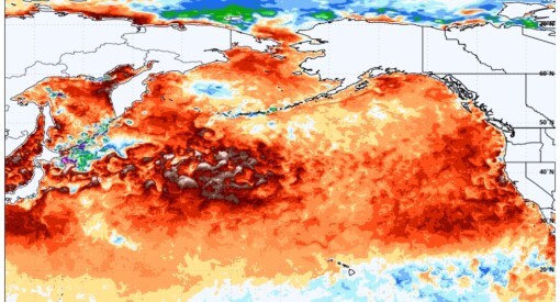 2025 Blob in the northeastern Pacific