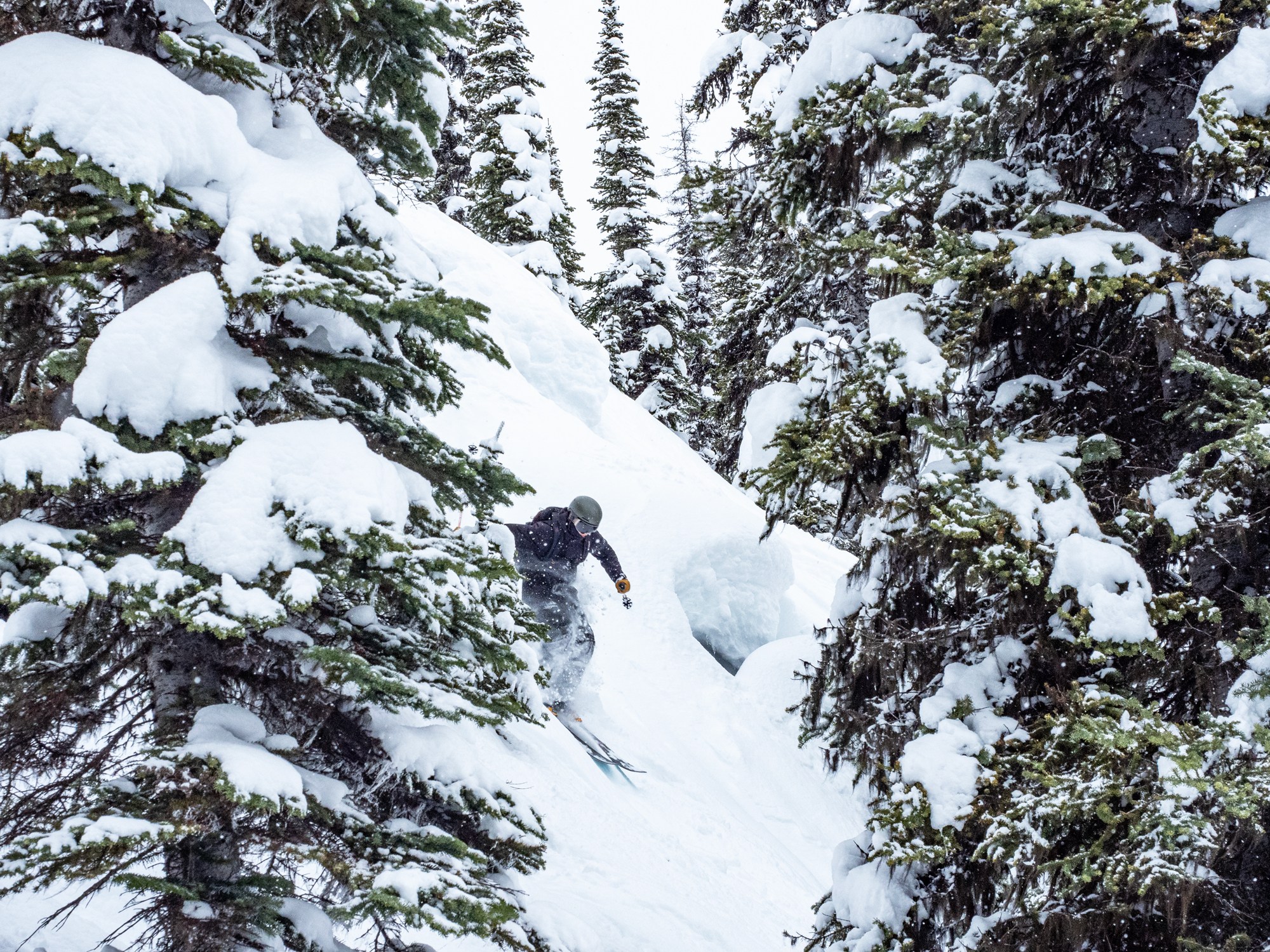 White Grizzly cat skiing
