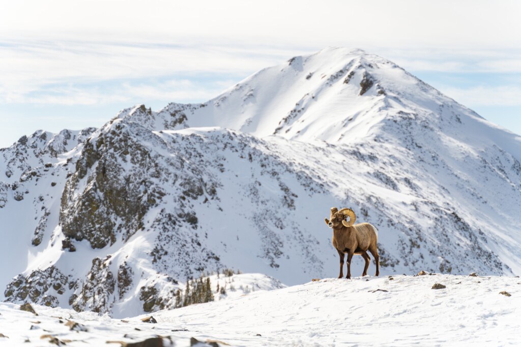 mountain goat at the top of Taos Ski Valley
