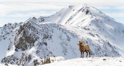 mountain goat at the top of Taos Ski Valley
